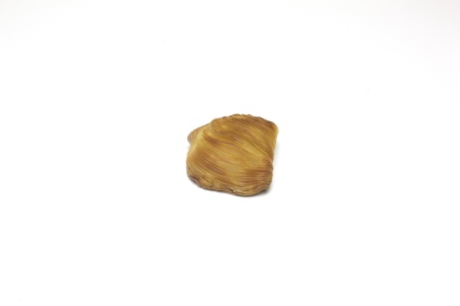 Sfogliatella classica riccia